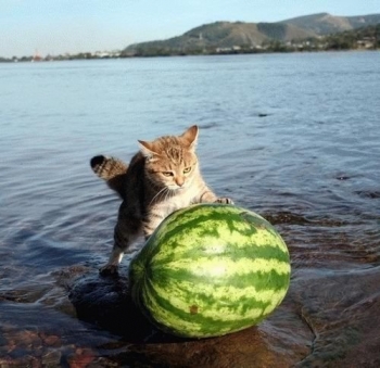 Watermelon Rolling