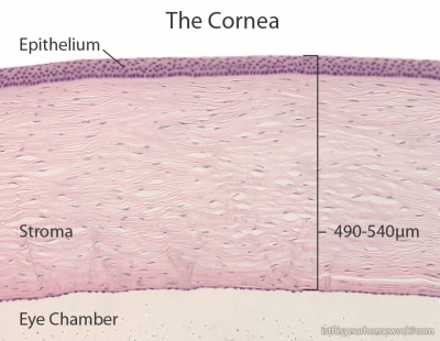 The Cornea